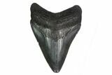 Juvenile Megalodon Tooth - South Carolina #164946-1